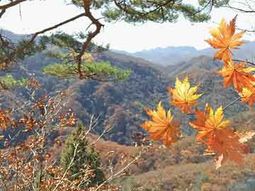 端午经济，激发消费新潜力，共绘节日新篇章